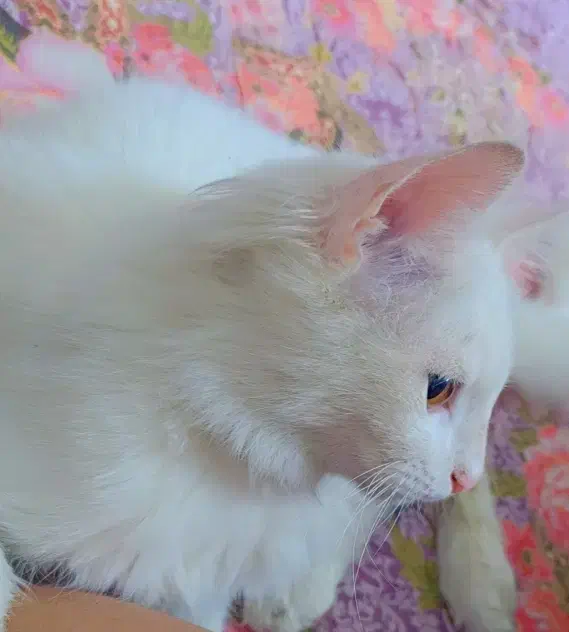 گمشده|گربه|میبد, |دیوار