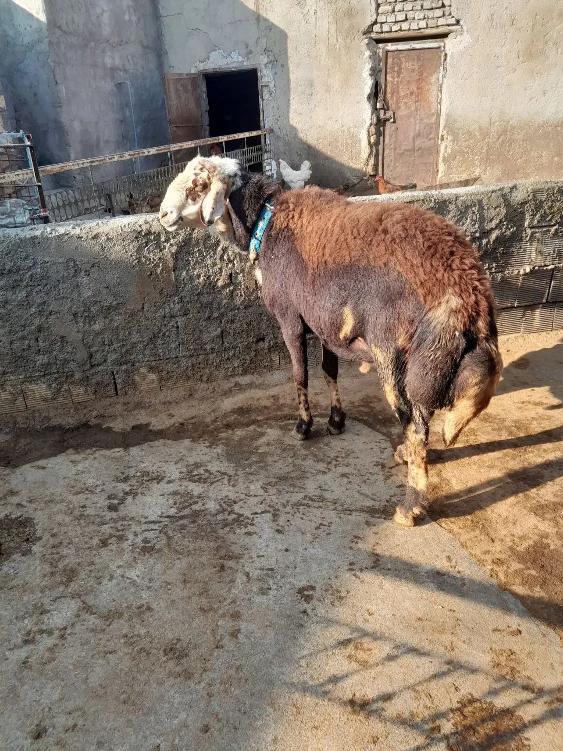 کود حیوانی|لوازم جانبی حیوانات|دورود, |دیوار