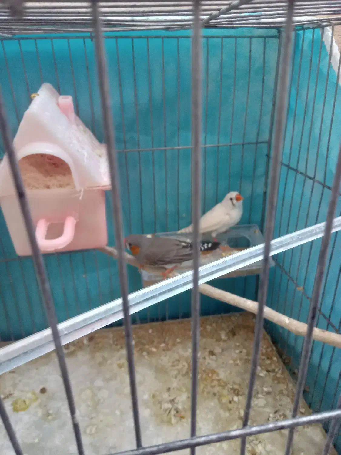 فنچ نر ماده کار درست|پرنده|کرمان, |دیوار