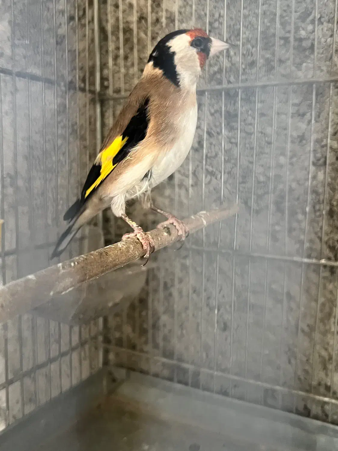 سهره|پرنده|قدس, شهر‌قدس|دیوار