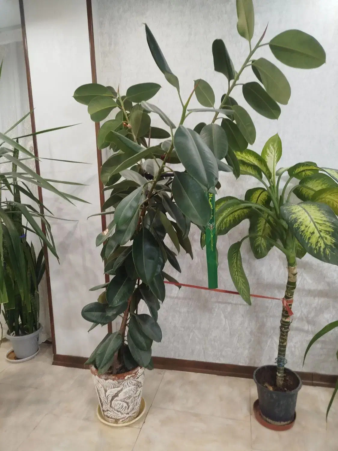 فروش گل|گل و گیاه طبیعی|یزد, |دیوار