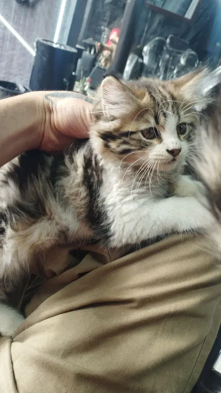 پرشین دوعدد واگذاری رایگان مکاننمین|گربه|اردبیل, |دیوار