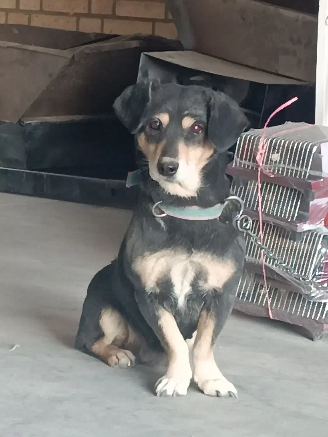 سگ پاکوتاه حرف گوش کن|سگ|اراک, |دیوار