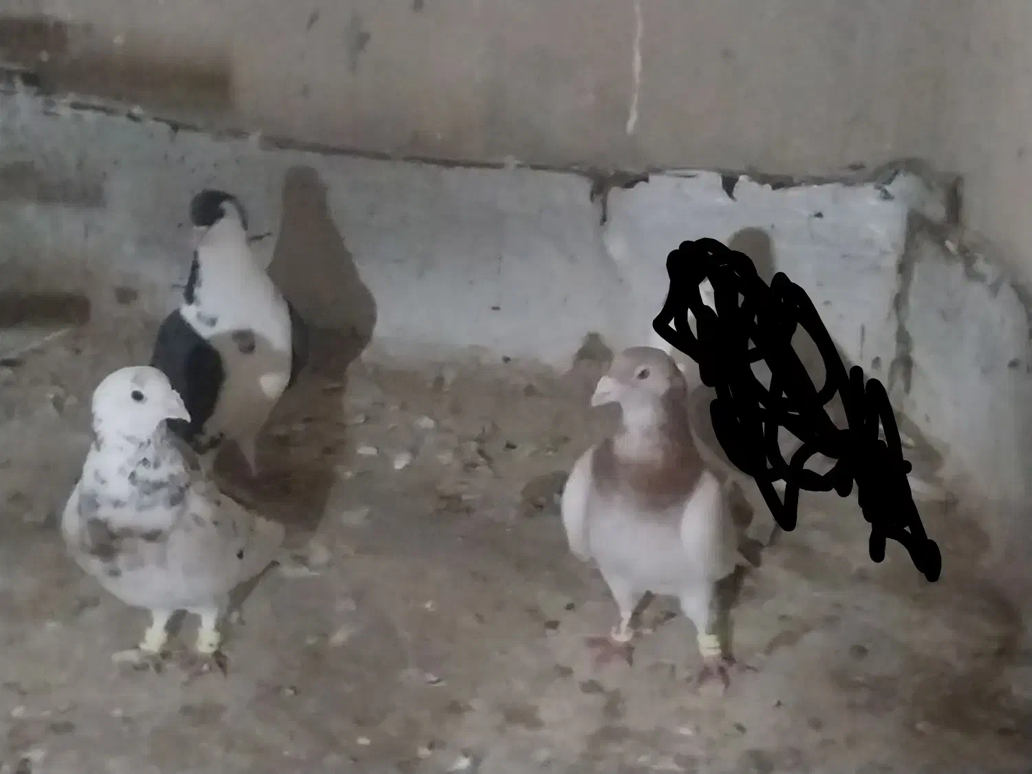 سار|پرنده|تربت‌حیدریه, پائین ولایت|دیوار