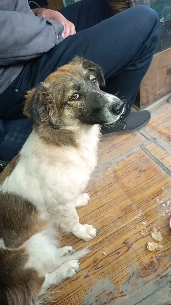 توله سگ دوماه پاپیلون زرنگ بازیگوش|سگ|یزد, |دیوار