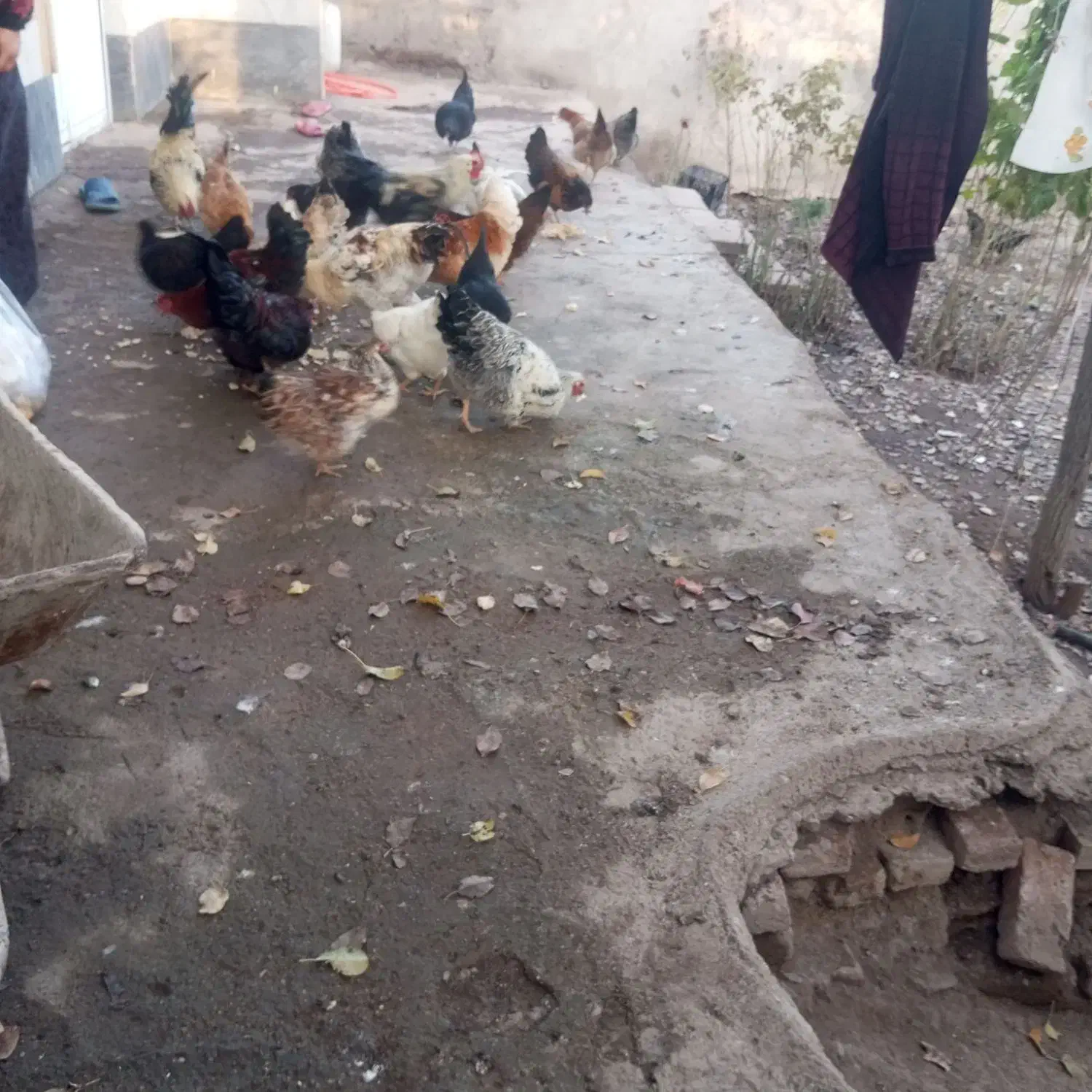 خروس محلی|حیوانات مزرعه|نیر (اردبیل), |دیوار