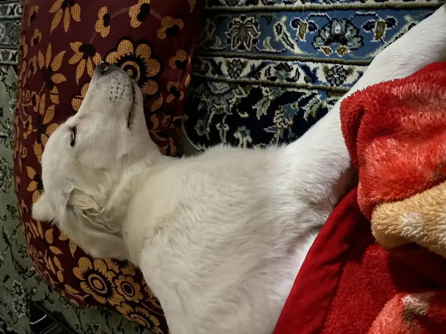 گمشده در محدوده درجزین و سنگسر|حیوانات|سمنان, |دیوار