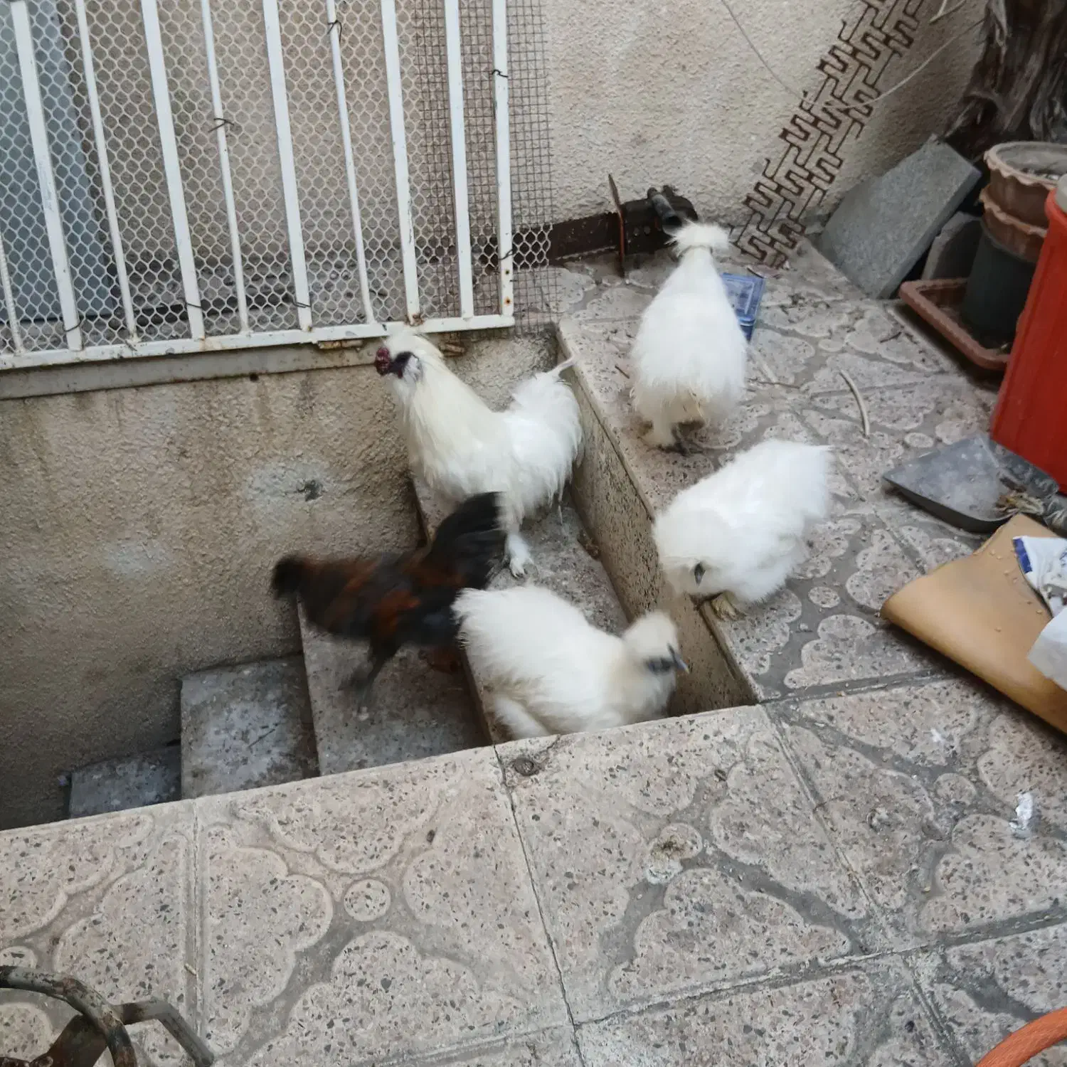 مرغ خروس ابریشمی و جوجه|حیوانات مزرعه|تبریز, |دیوار