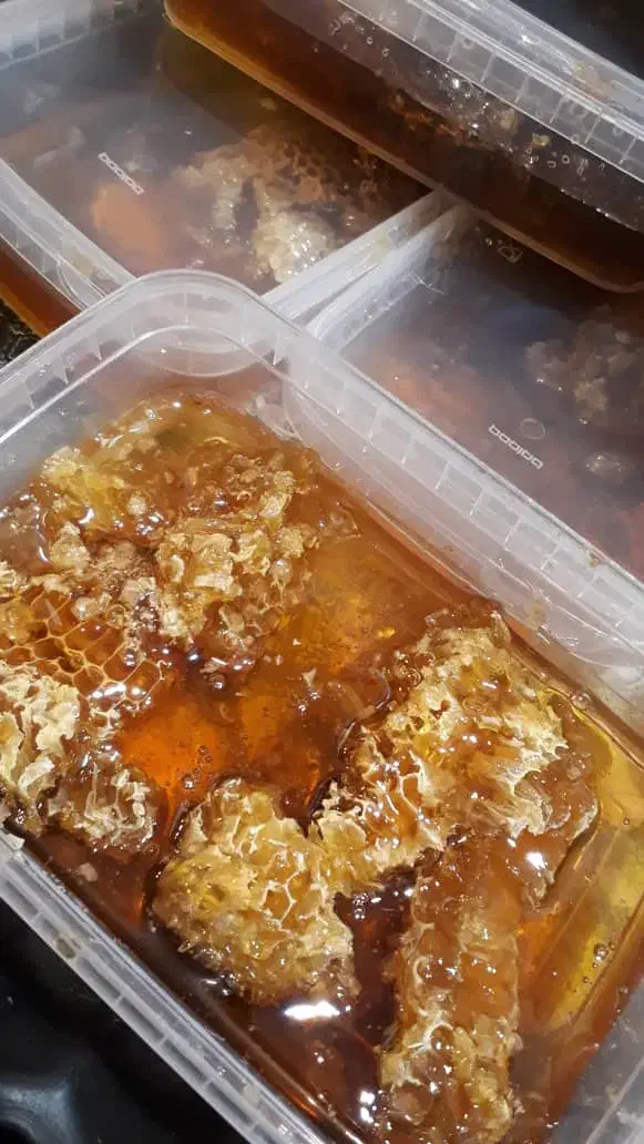 عسل کوهستان وحشی با کندو|خوردنی و آشامیدنی|رامشیر, |دیوار