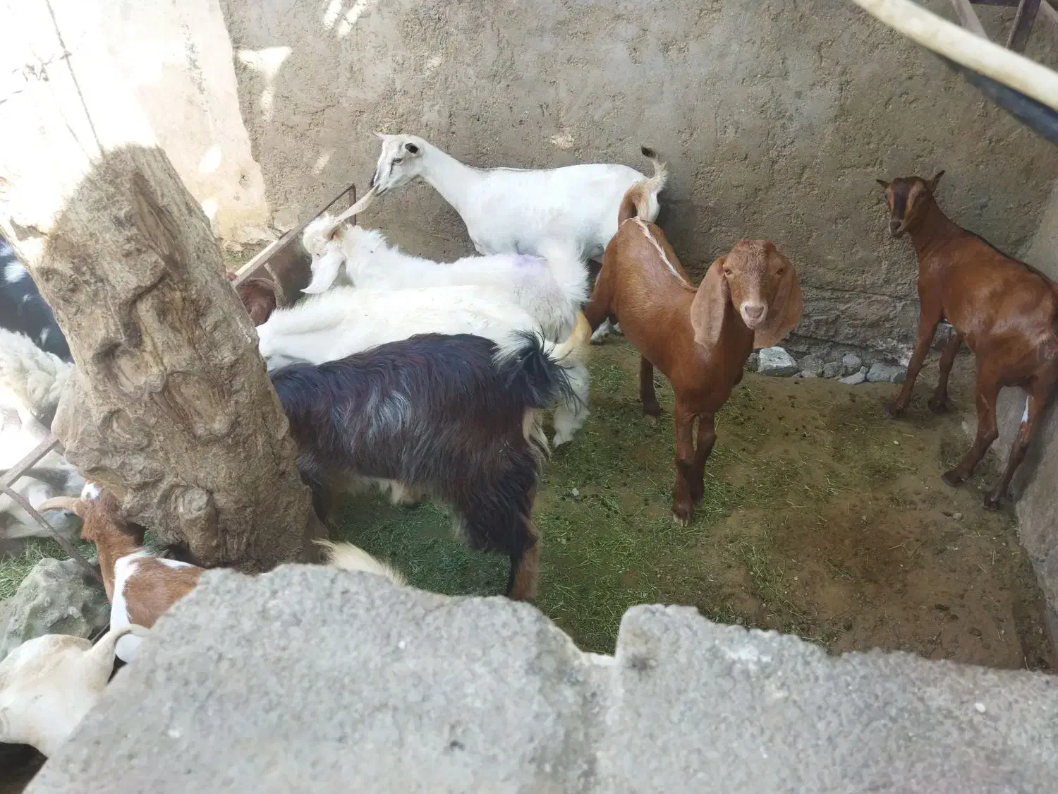 کهره،بره                               شهرک توحید|حیوانات مزرعه|بندرعباس, |دیوار