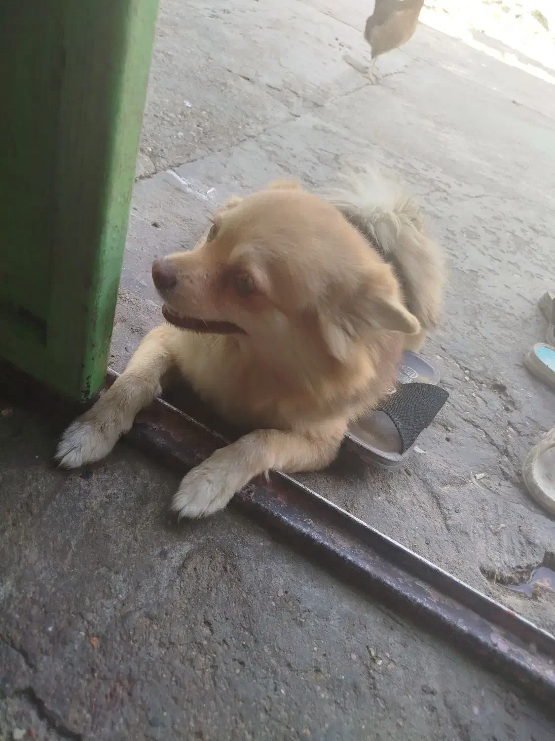 پامرین روباهی ماده|سگ|مسجد سلیمان, |دیوار