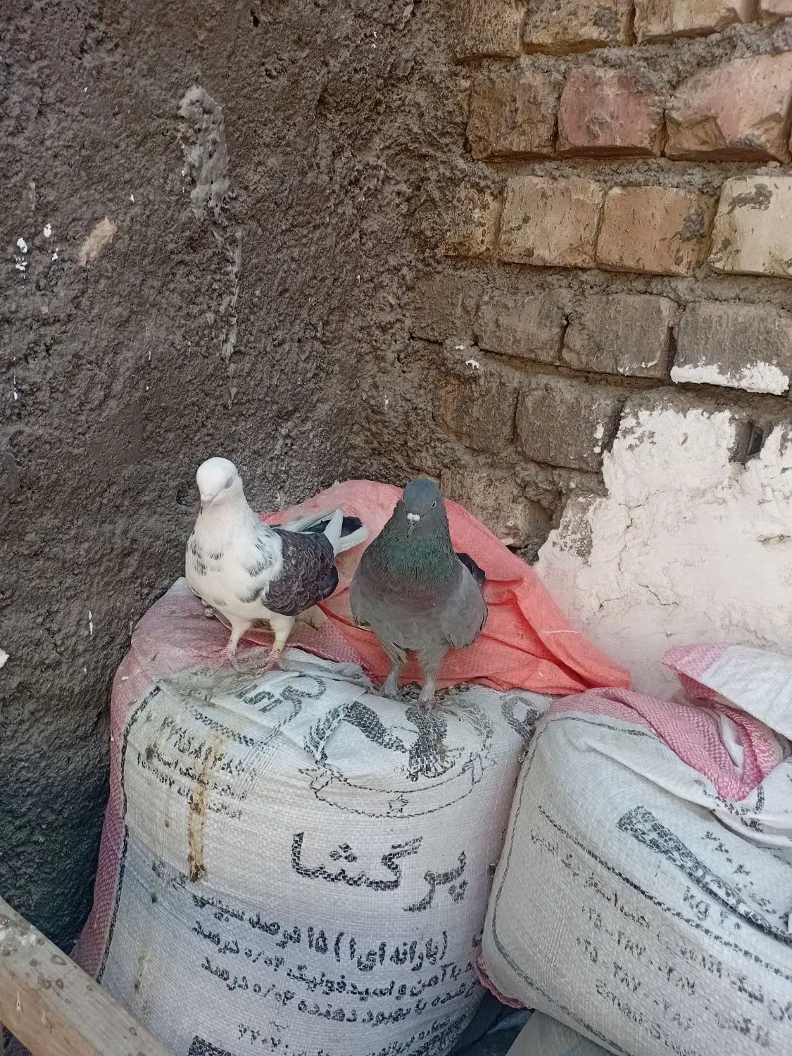 کفتر فروشی|پرنده|قم, قلعه کامکار|دیوار