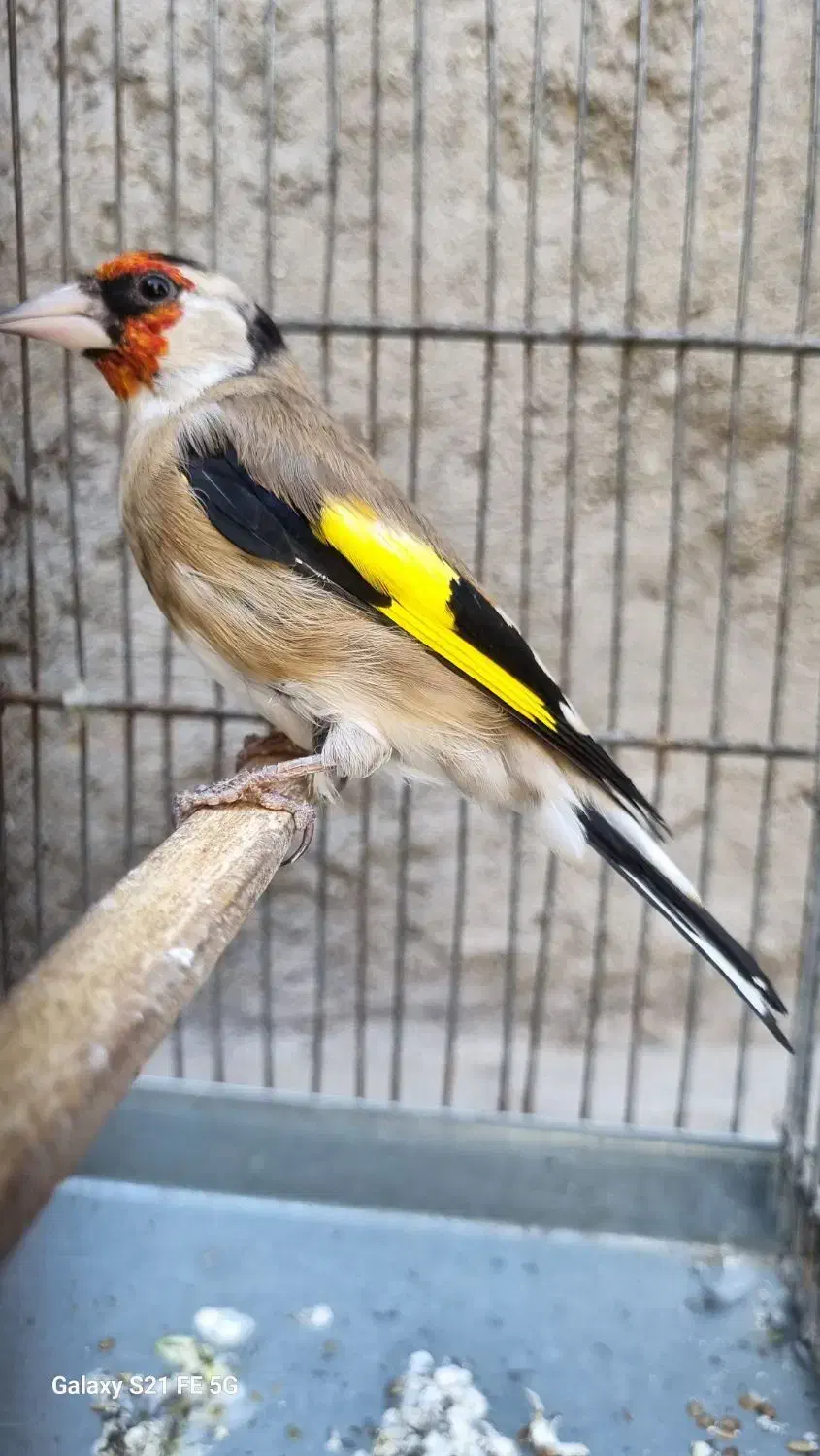 سهره نر دورگ|پرنده|سیرجان, |دیوار