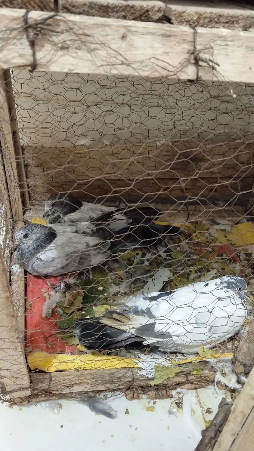 کبوتر|پرنده|ایلام, |دیوار