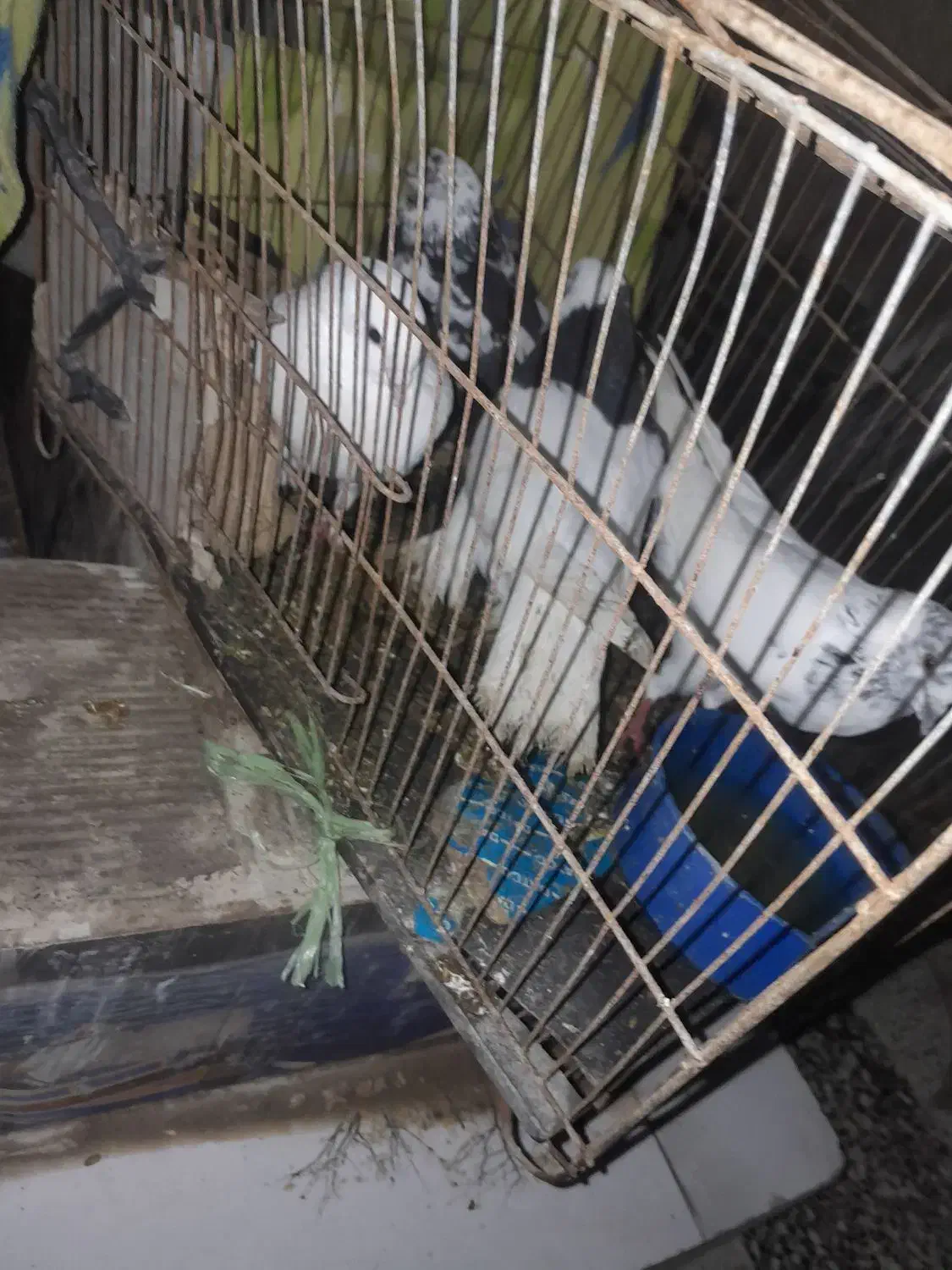 کفتر گره|پرنده|میناب, |دیوار