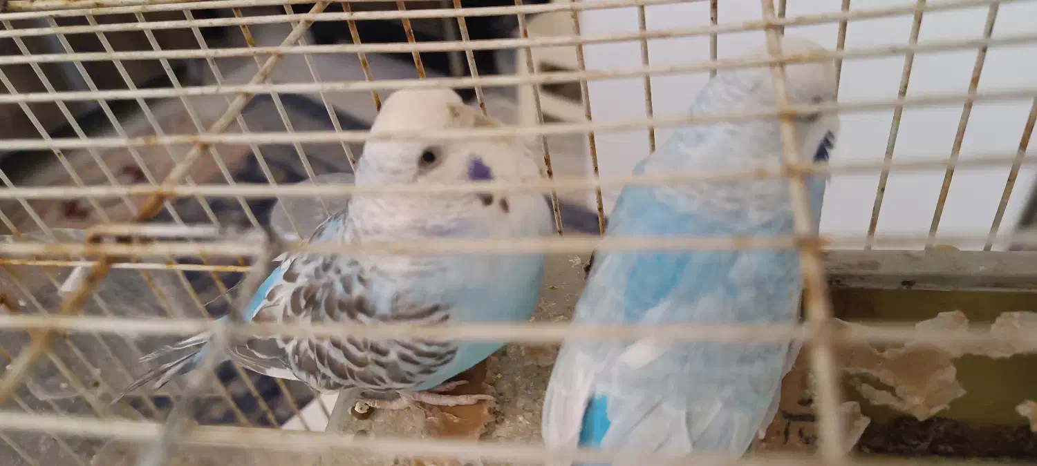 جفت مرغ عشق با وسایل|پرنده|زارچ, |دیوار