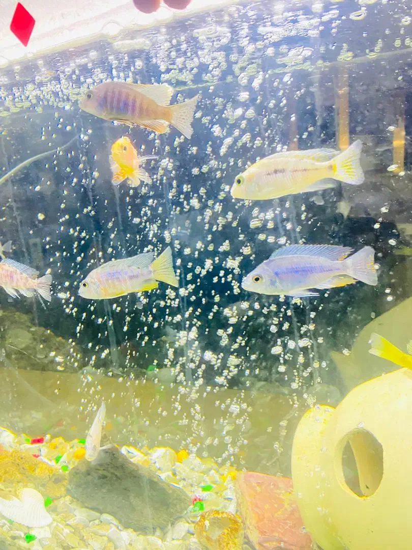 اکواریوم بزرگ|ماهی|سراوان, |دیوار