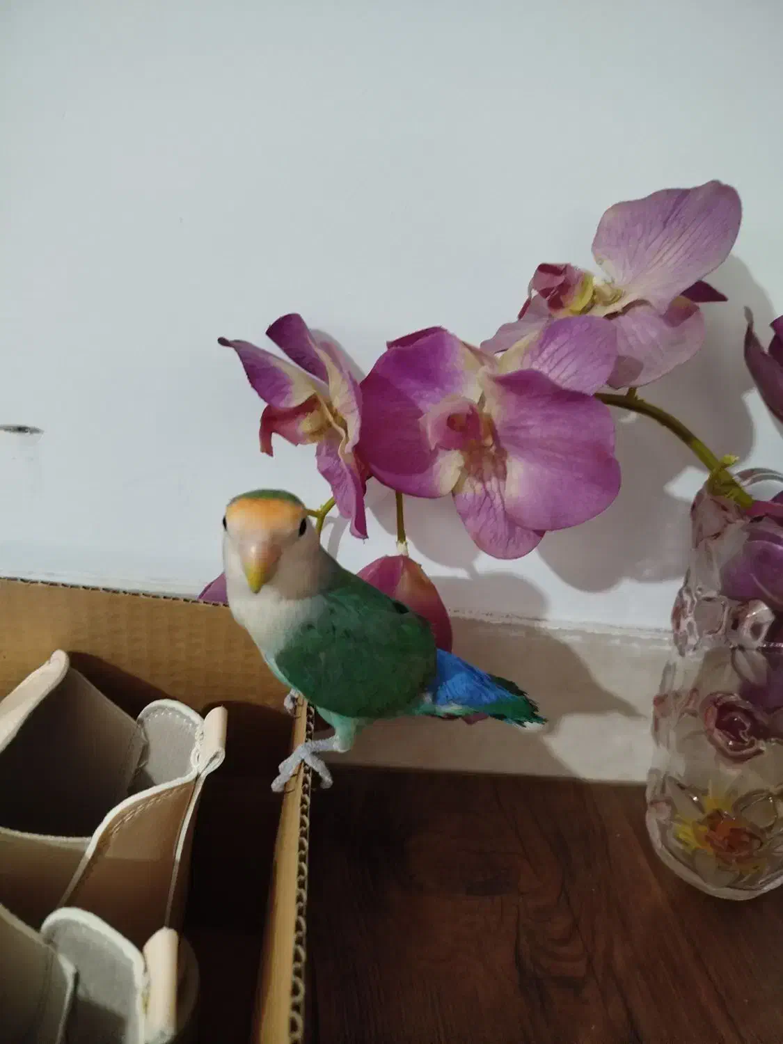 کوتوله برزیلی|پرنده|قم, نخودی|دیوار