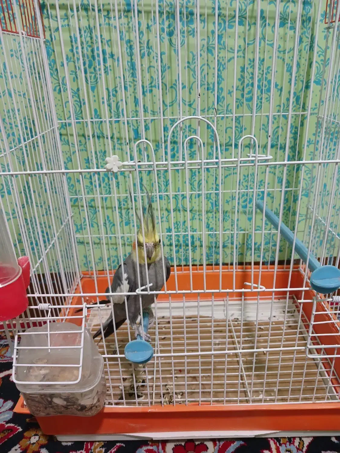 اسباب بازی، عروس هلندی|پرنده|مهران (ایلام), |دیوار