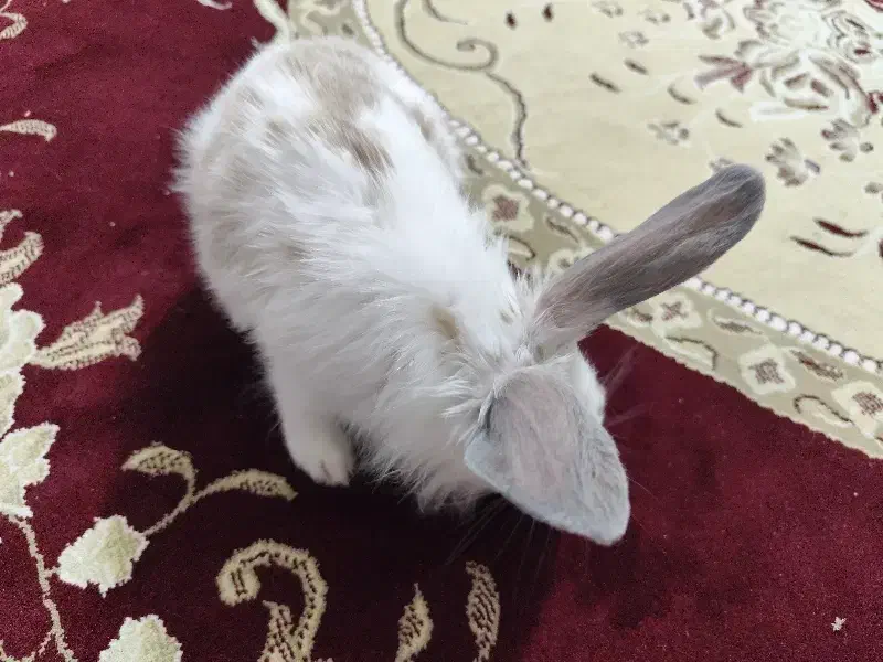 خرگوش|موش و خرگوش|سنندج, |دیوار