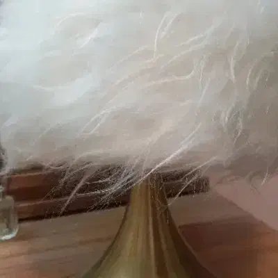 ۴۵ سانت موی کات شده|حراج|مشهد, کشف|دیوار