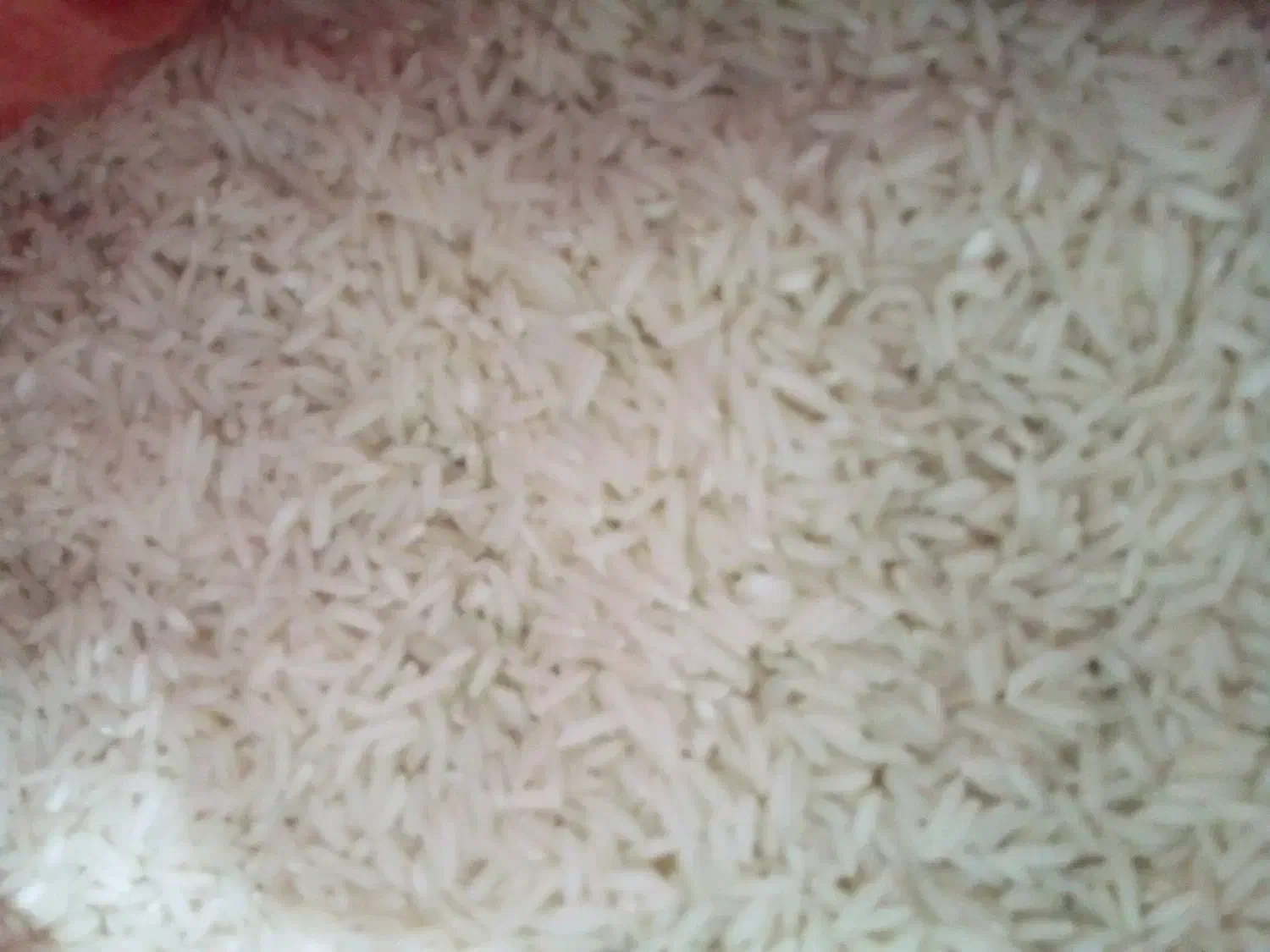 برنج هاشمی شفت|خوردنی و آشامیدنی|رشت, حمیدیان|دیوار