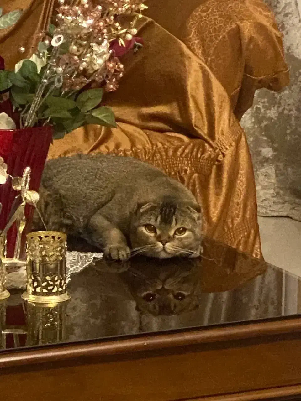 واگذاری گربه اسکاتیش|گربه|اردبیل, |دیوار