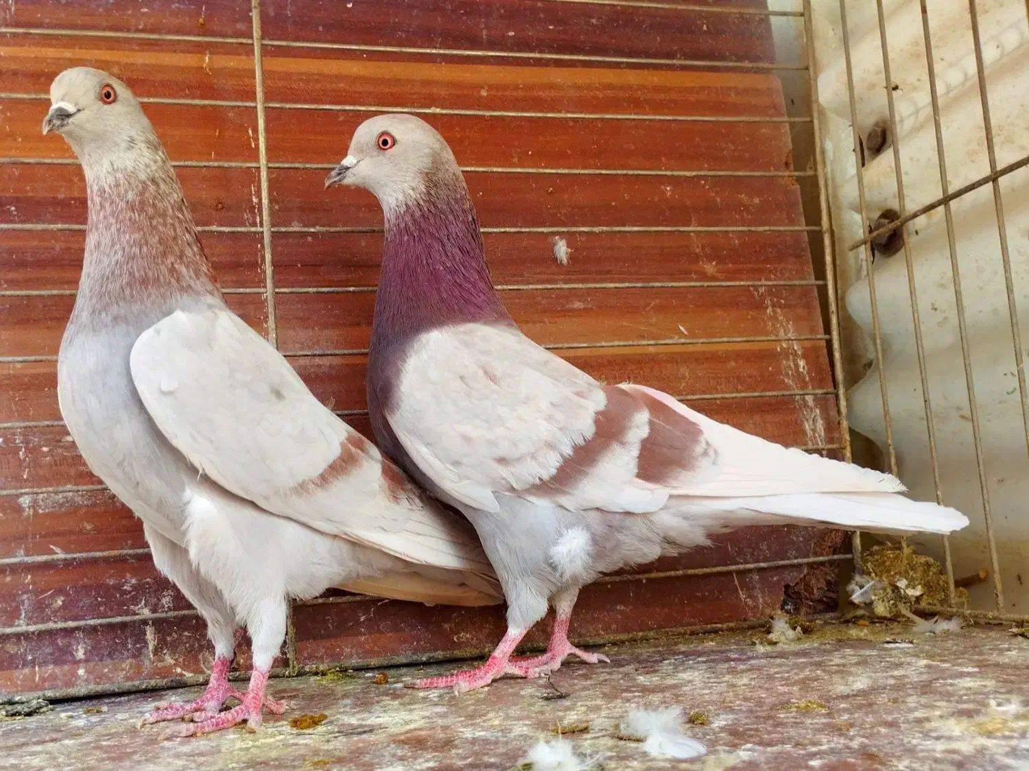 ده جفت کفتر آس|پرنده|تهران, نیروی هوایی (پیروزی)|دیوار