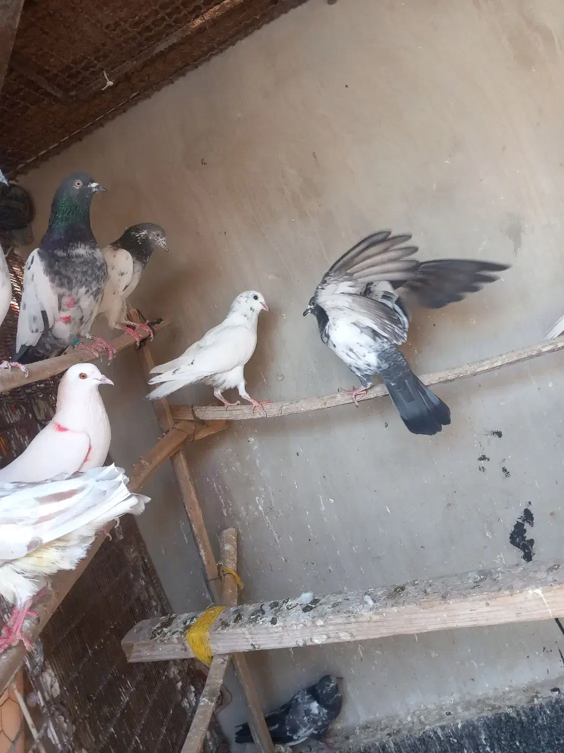 کبوترپرشی ساعت بالا قلعه قاضی محله ابوذر|پرنده|قلعه قاضی, |دیوار