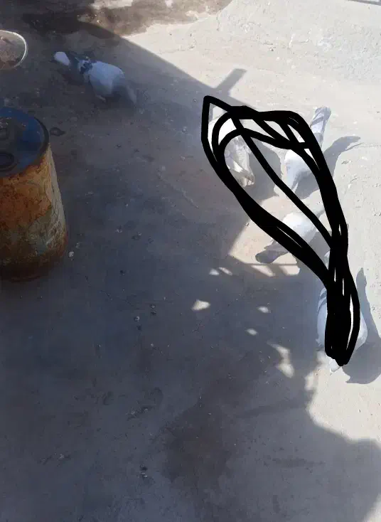 کفتر سبز دم سفید|پرنده|کرمان, |دیوار