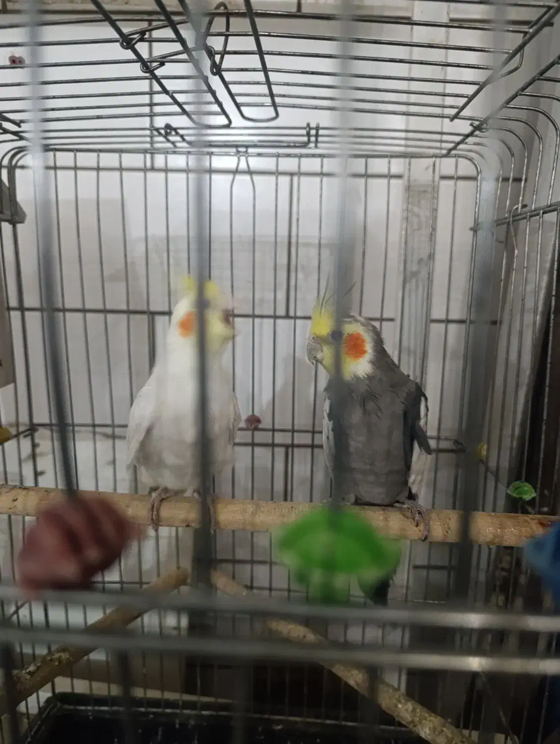 عروس هلندی|پرنده|شهرکرد, |دیوار