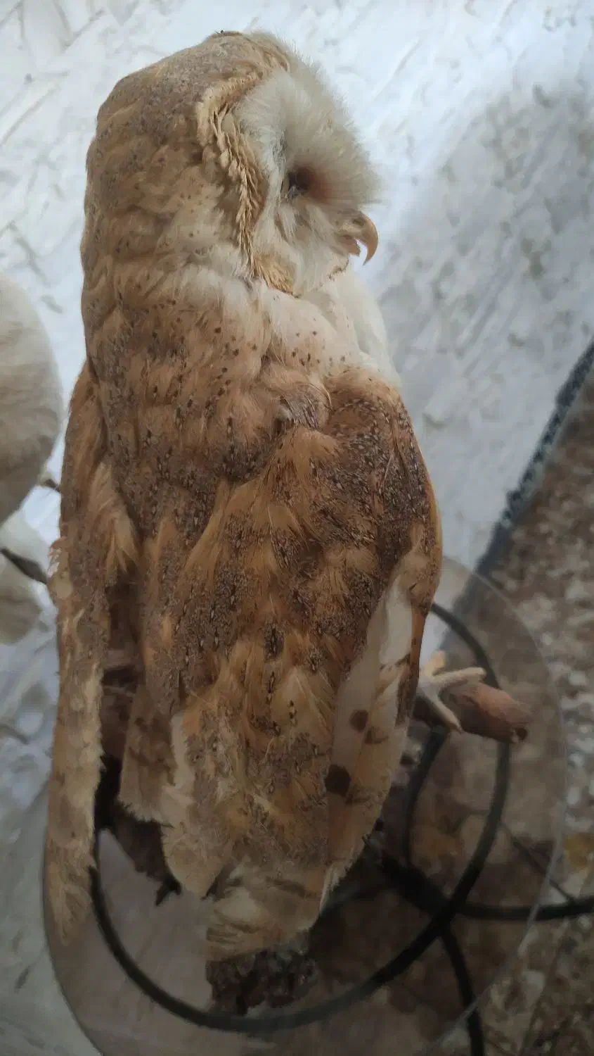 مجسمه جغد|مجسمه، تندیس، ماکت|چاف و چمخاله, |دیوار