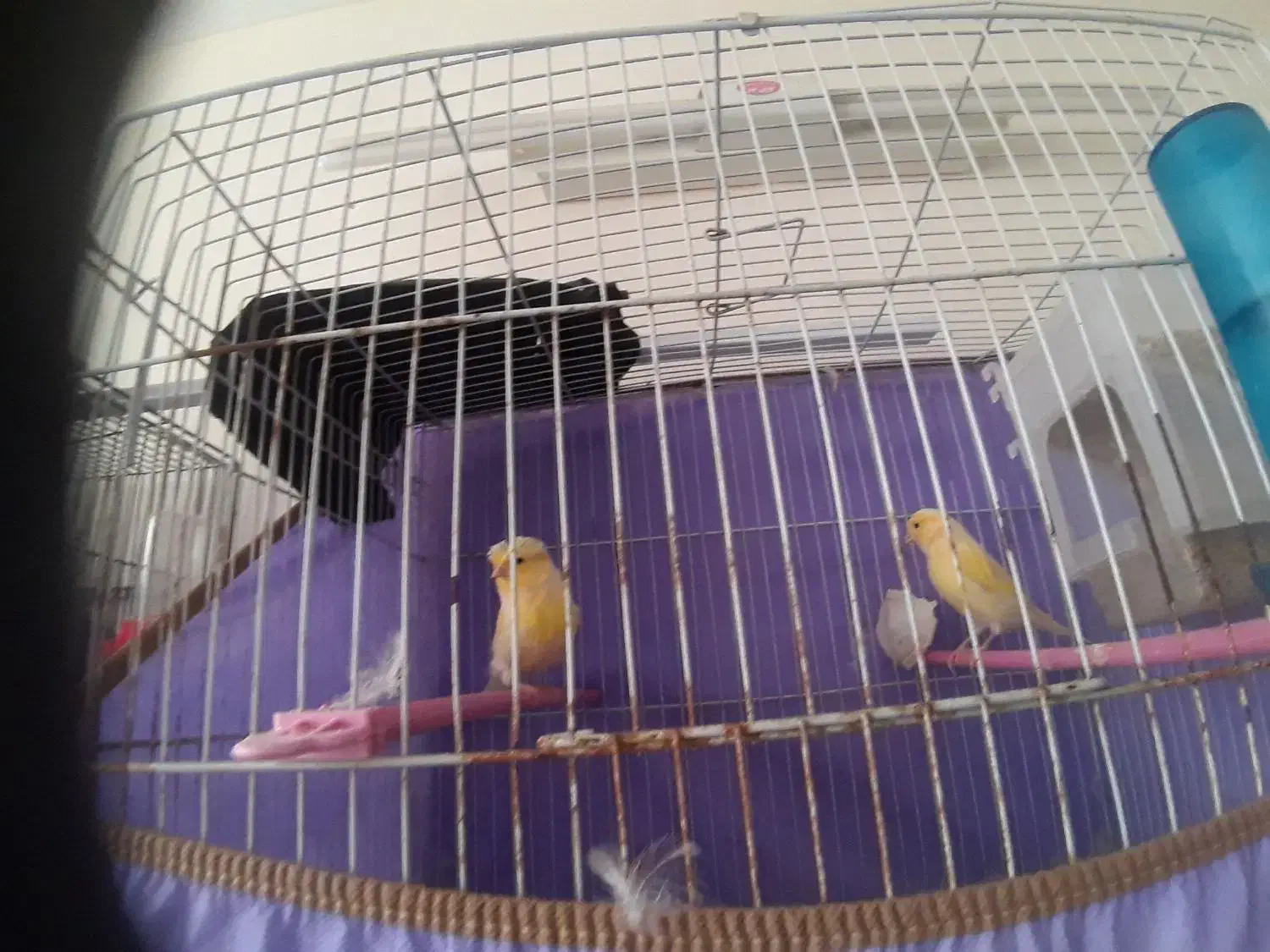 قناری گلستر|پرنده|بیرجند, |دیوار