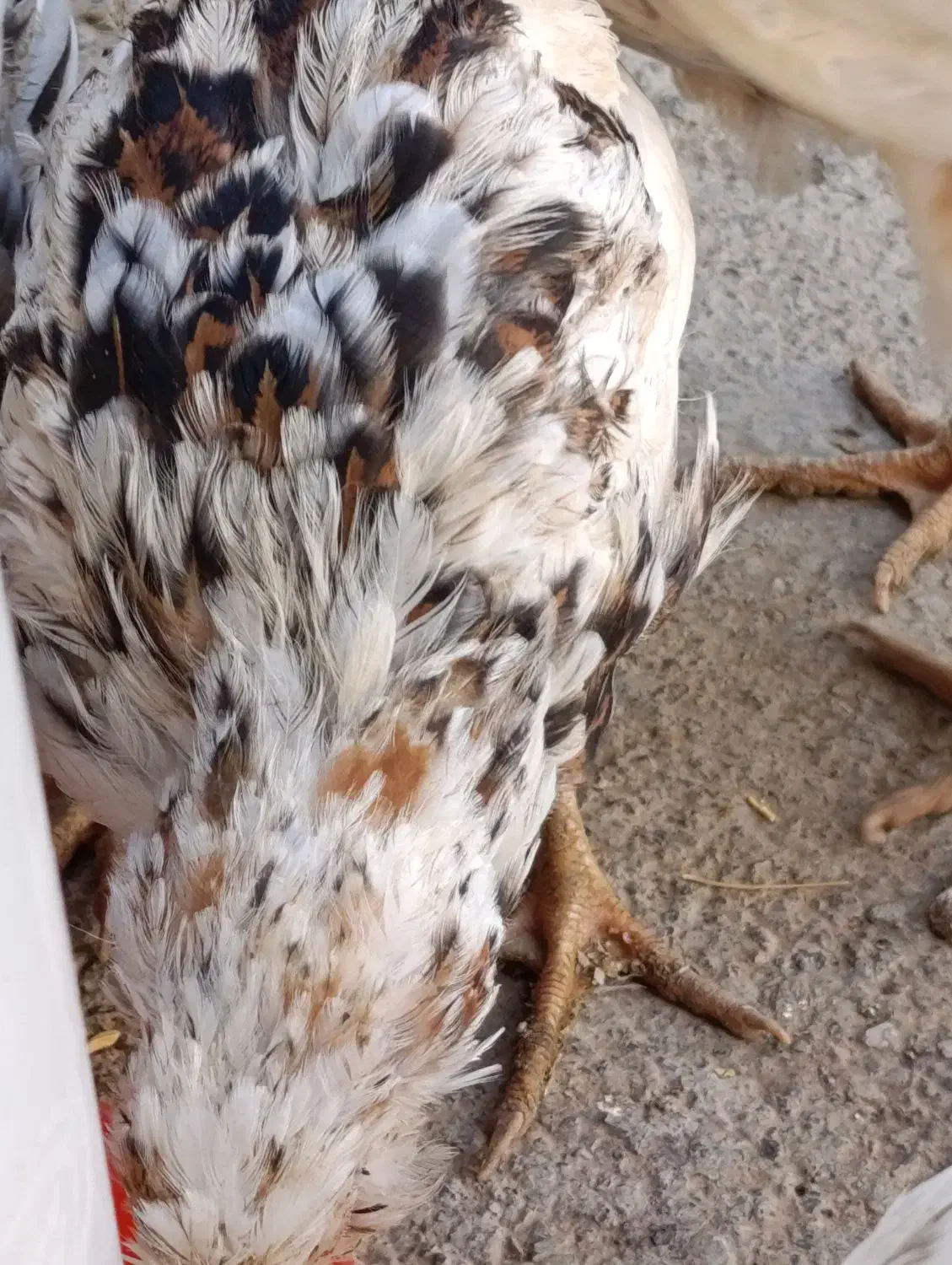 جوجه واروک گلین|حیوانات مزرعه|موچش, |دیوار