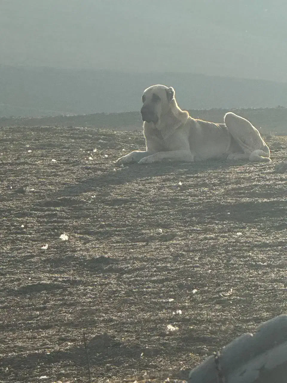 توله سگ سرابی|سگ|بیله سوار, |دیوار