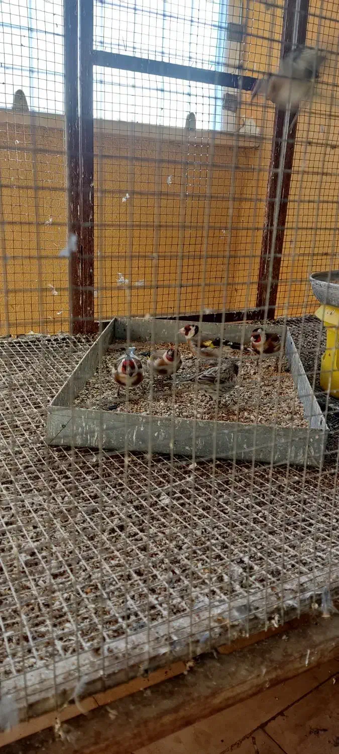 سهره کله‌گاوی|پرنده|مبارکه, |دیوار