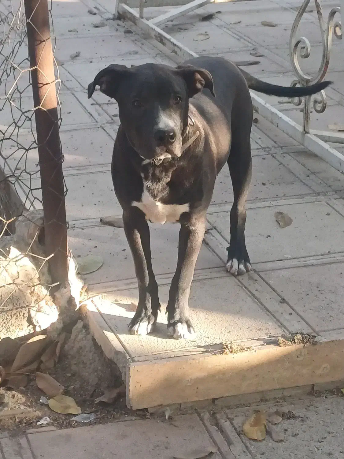 کردان|سگ|هشتگرد, تهران دشت|دیوار