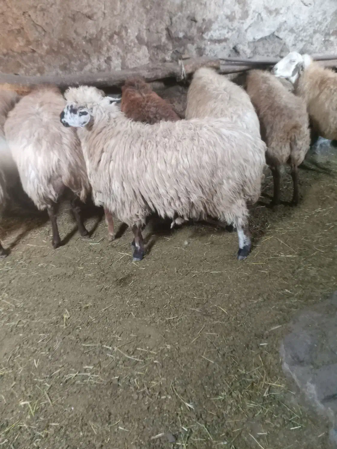 گوسفند برای دامازدیق|حیوانات مزرعه|نیر (اردبیل), |دیوار