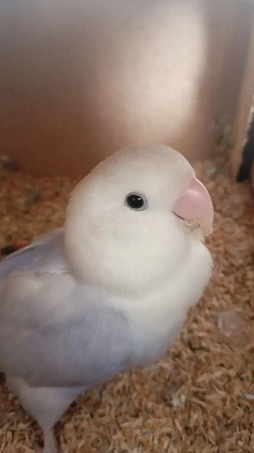 کوتوله|پرنده|شیراز, رکن‌آباد|دیوار