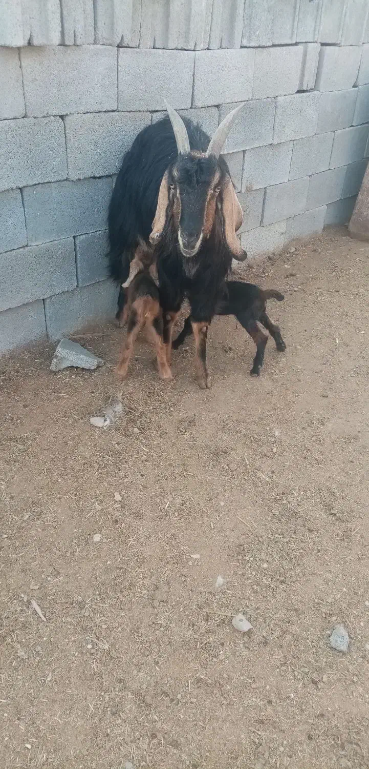 حیوانات مزرعه|حیوانات مزرعه|مرودشت, مجد آباد|دیوار