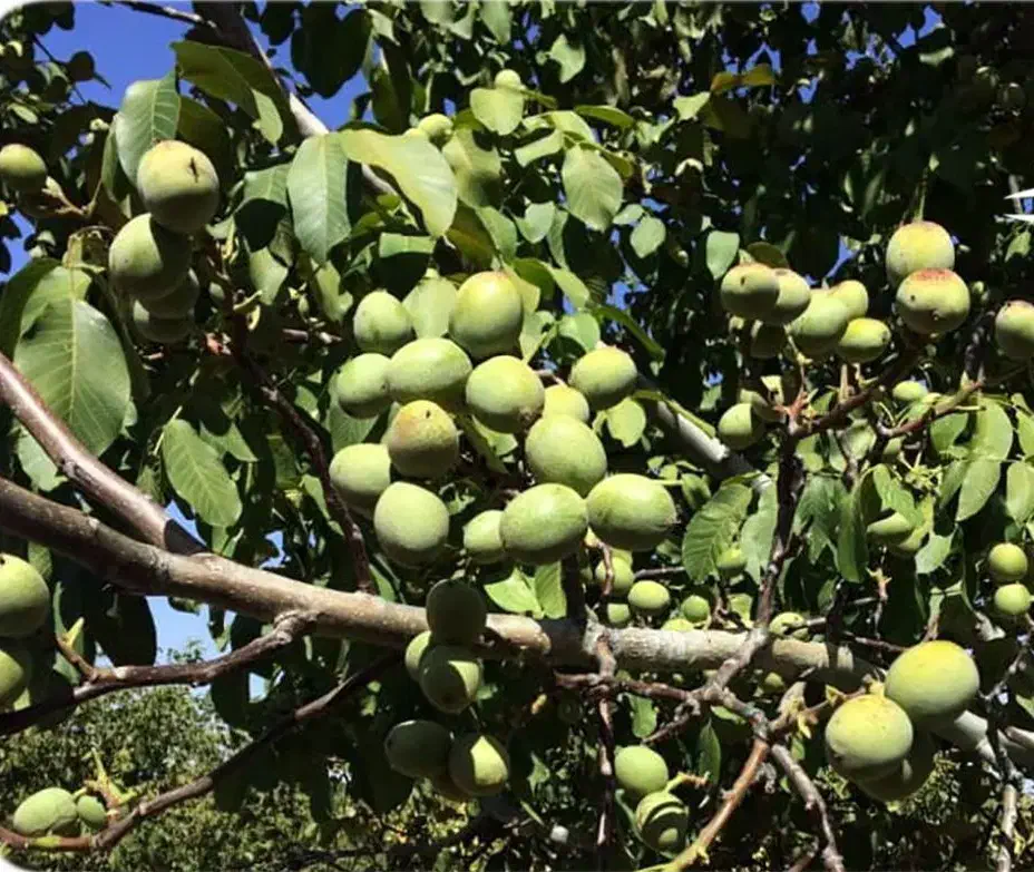 نهالستان گردو و پسته پربار و اقتصادی|خدمات باغبانی و درختکاری|نیریز, |دیوار