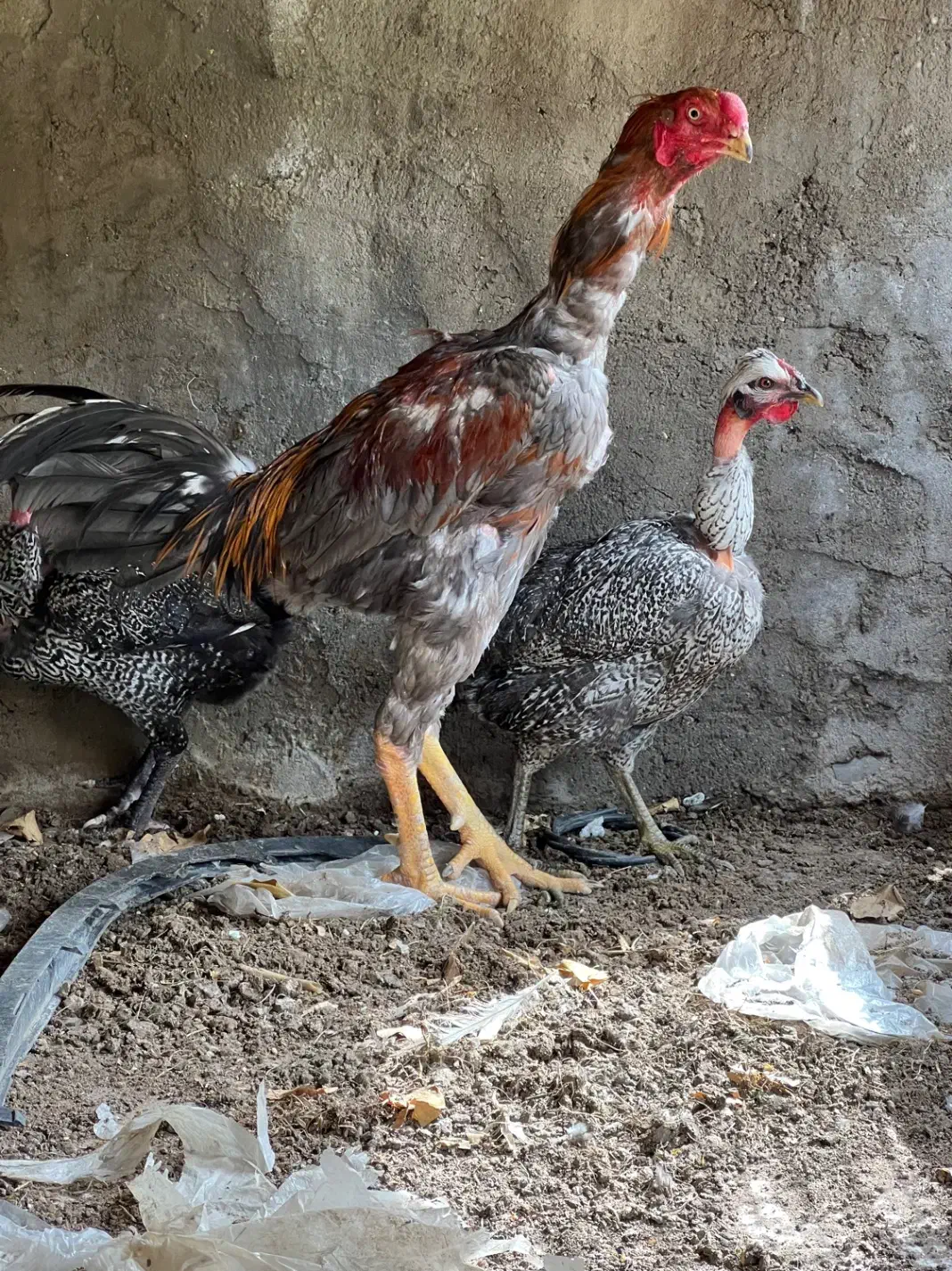 مرغ|حیوانات مزرعه|جیرفت, |دیوار