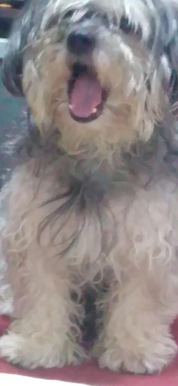 شیتزو نر|سگ|بندرعباس, |دیوار