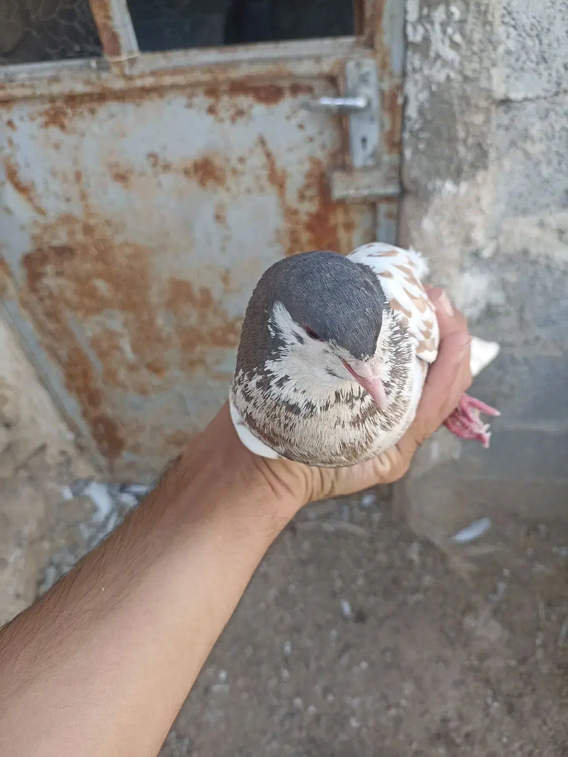 یال قهوه ای|پرنده|کوه چنار, |دیوار