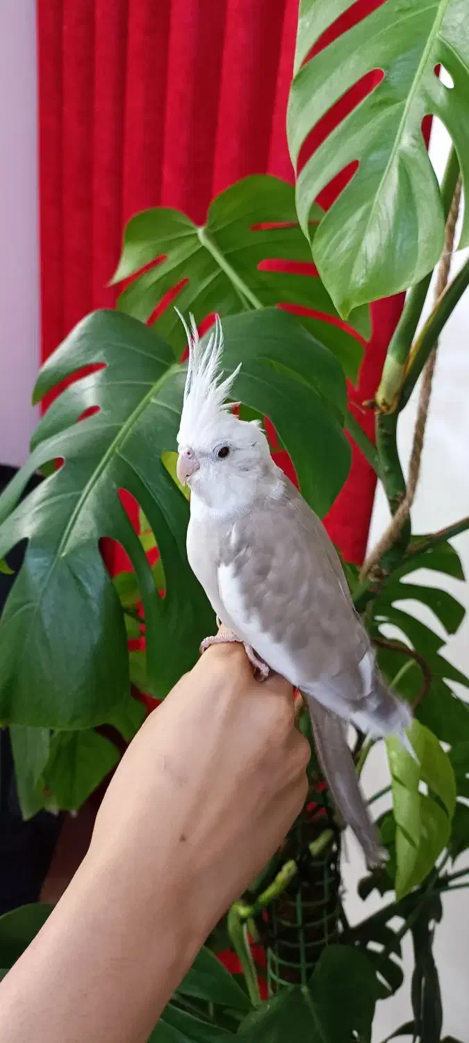 عروس هلندی ماده وفنچ نر|پرنده|طرقبه, |دیوار