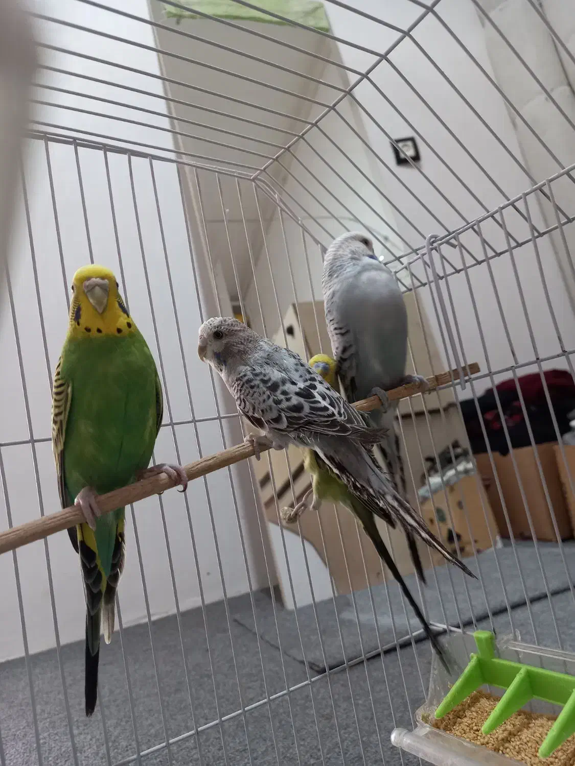 مرغ عشق انگلیسی|پرنده|پاوه, |دیوار