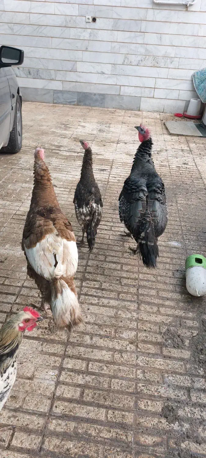 بوقلمون نر|حیوانات مزرعه|کرمان, |دیوار