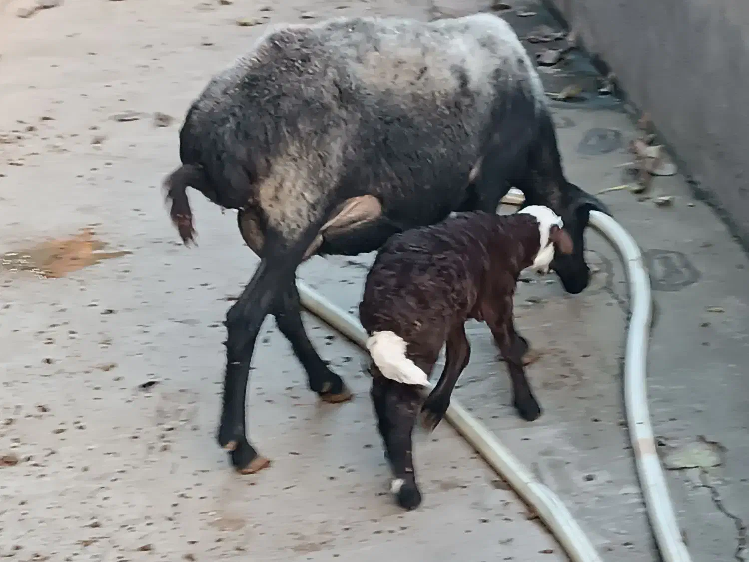 گوسفند ور مار و نر شال تخمی|حیوانات مزرعه|قائم‌شهر, |دیوار