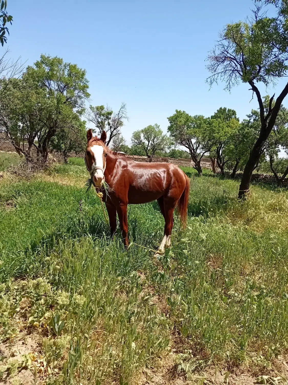 اسب کرد|اسب و تجهیزات اسبسواری|نصر آباد, |دیوار