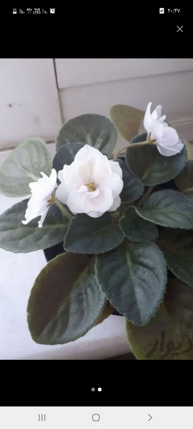 گل خورشید|گل و گیاه طبیعی|رشت, فخب|دیوار